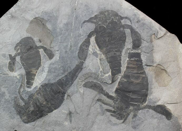 Multiple Eurypterus (Sea Scorpion) Plate - New York #42246